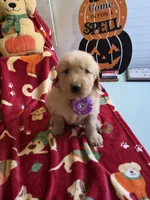 Purple  gold retriever, a female Golden Retriever for sale in Janesville, WI – 1 of 2