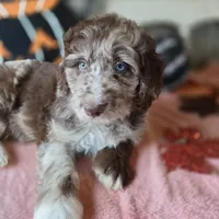 Grey, a male Aussiedoodle for sale in Janesville, WI – 3 of 3