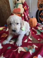 Green  golden retriever, a female Golden Retriever for sale in Janesville, WI – 2 of 2
