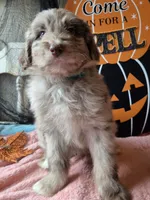 Drk green, a male Aussiedoodle for sale in Janesville, WI – 2 of 2