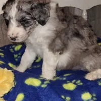 Bingo, a male Aussiedoodle for sale in Janesville, WI – Photo 1 of 2