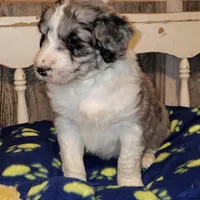 Bingo, a male Aussiedoodle for sale in Janesville, WI – Photo 2 of 2
