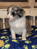 Bingo, a male Aussiedoodle for sale in Janesville, WI – Photo 2 of 2