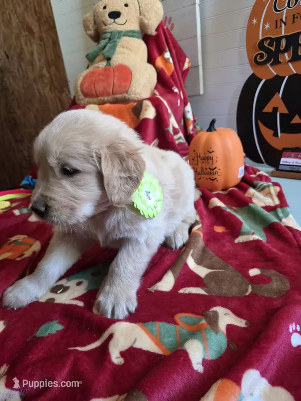 Green  golden retriever – Golden Retriever puppy for sale in Janesville, WI