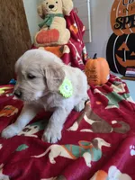 Green  golden retriever, a female Golden Retriever for sale in Janesville, WI – 1 of 2