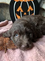 Red, a male Aussiedoodle for sale in Janesville, WI – 2 of 3