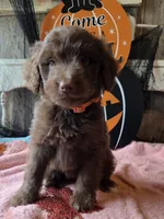 Orange, a male Aussiedoodle for sale in Janesville, WI – 2 of 2