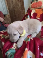 Yellow golden retriever, a female Golden Retriever for sale in Janesville, WI – 2 of 3