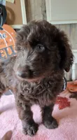 Flo yellow, a male Aussiedoodle for sale in Janesville, WI – 2 of 2