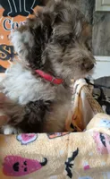 Pink dot, a female Aussiedoodle for sale in Janesville, WI – 1 of 3