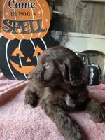 Red, a male Aussiedoodle for sale in Janesville, WI – 1 of 3