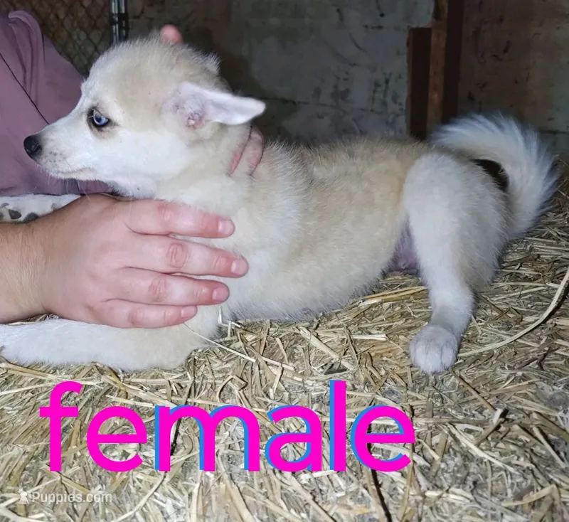 Female – Pomsky puppy for sale in Janesville, WI