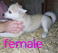 Female, a female Pomsky for sale in Janesville, WI – 1 of 2