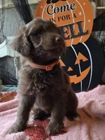 Orange, a male Aussiedoodle for sale in Janesville, WI – 1 of 2