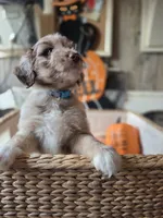 Blue, a male Aussiedoodle for sale in Janesville, WI – 1 of 3