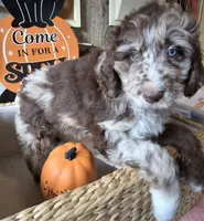 Grey, a male Aussiedoodle for sale in Janesville, WI – 1 of 3