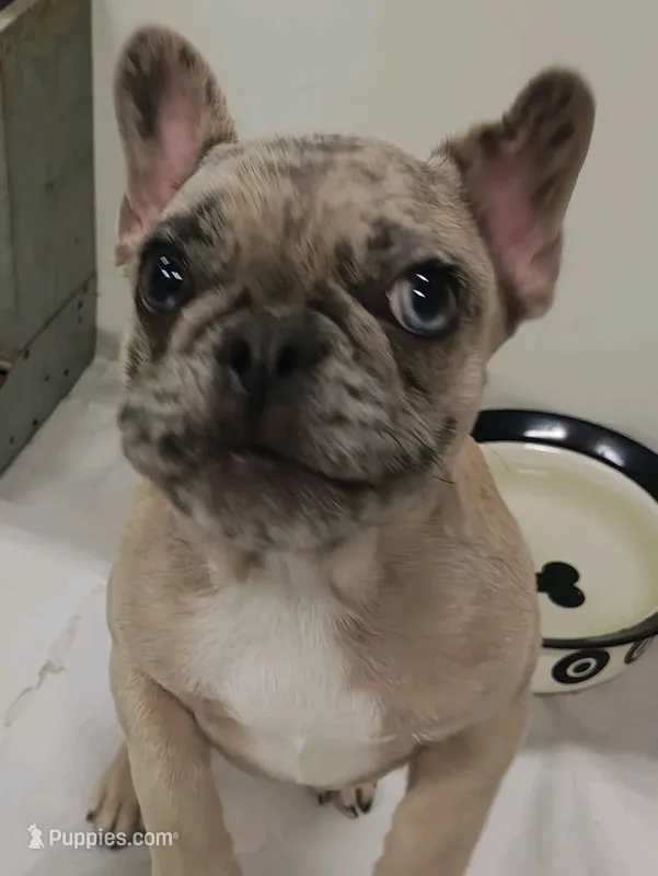 Lilly – French Bulldog puppy for sale in Janesville, WI