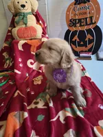 Purple  gold retriever, a female Golden Retriever for sale in Janesville, WI – 2 of 2