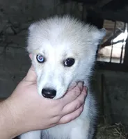Cream male, a male Pomsky for sale in Janesville, WI – 2 of 2