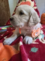 Org golden  retriever, a female Golden Retriever for sale in Janesville, WI – 1 of 2