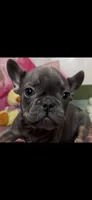 Blue pointed, a male French Bulldog for sale in Janesville, WI – Photo 1 of 2