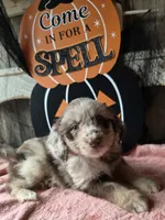 Lt green, a female Aussiedoodle for sale in Janesville, WI – 2 of 2