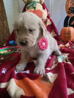 Red golden retriever, a male Golden Retriever for sale in Janesville, WI – 2 of 2