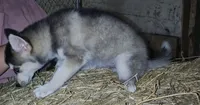 Male, a male Pomsky for sale in Janesville, WI – 2 of 2