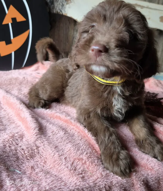 Yellow – Aussiedoodle puppy for sale in Janesville, WI