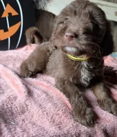 Yellow, a female Aussiedoodle for sale in Janesville, WI – 1 of 2