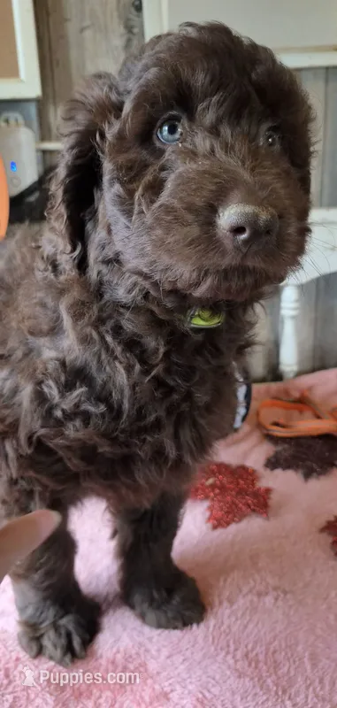 Flo yellow – Aussiedoodle puppy for sale in Janesville, WI