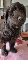 Flo yellow, a male Aussiedoodle for sale in Janesville, WI – 1 of 2