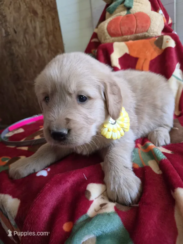 Yellow golden retriever – Golden Retriever puppy for sale in Janesville, WI