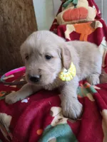 Yellow golden retriever, a female Golden Retriever for sale in Janesville, WI – 1 of 3