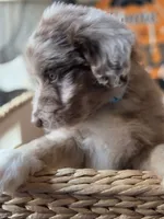 Blue, a male Aussiedoodle for sale in Janesville, WI – 2 of 3