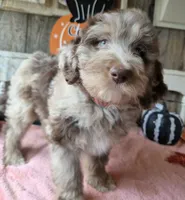 Pink dot, a female Aussiedoodle for sale in Janesville, WI – 3 of 3