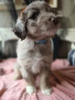 Grey, a male Aussiedoodle for sale in Janesville, WI – 2 of 3