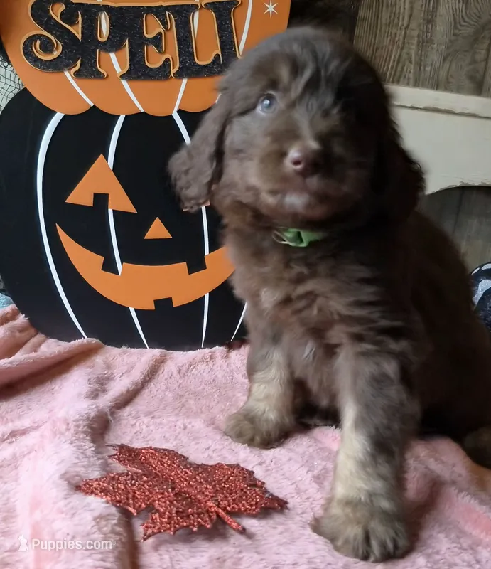 Lime – Aussiedoodle puppy for sale in Janesville, WI