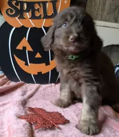 Lime, a female Aussiedoodle for sale in Janesville, WI – 1 of 2
