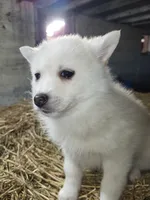 processed/7a084be1-4182-4a3b-8fbf-4d8cdae4bb6c/listing/c23b2823-da32-417a-8a02-99d3646965bc/1c820d17-ced7-478b-855b-edc550164986