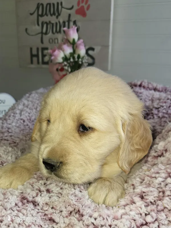 Grey – Golden Retriever puppy for sale in Janesville, WI