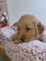 Yellow, a female Golden Retriever for sale in Janesville, WI – Photo 3 of 4