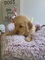 Yellow, a female Golden Retriever for sale in Janesville, WI – Photo 4 of 4