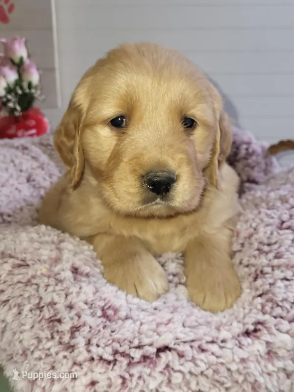 Yellow – Golden Retriever puppy for sale in Janesville, WI