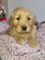 Yellow, a female Golden Retriever for sale in Janesville, WI – Photo 1 of 4