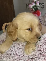 Yellow, a female Golden Retriever for sale in Janesville, WI – Photo 2 of 4