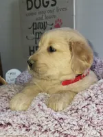 Red, a female Golden Retriever for sale in Janesville, WI – Photo 2 of 2