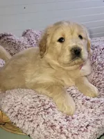 Red, a female Golden Retriever for sale in Janesville, WI – Photo 1 of 2