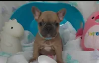 Light blue frenchie, a female French Bulldog for sale in Janesville, WI – Photo 2 of 2