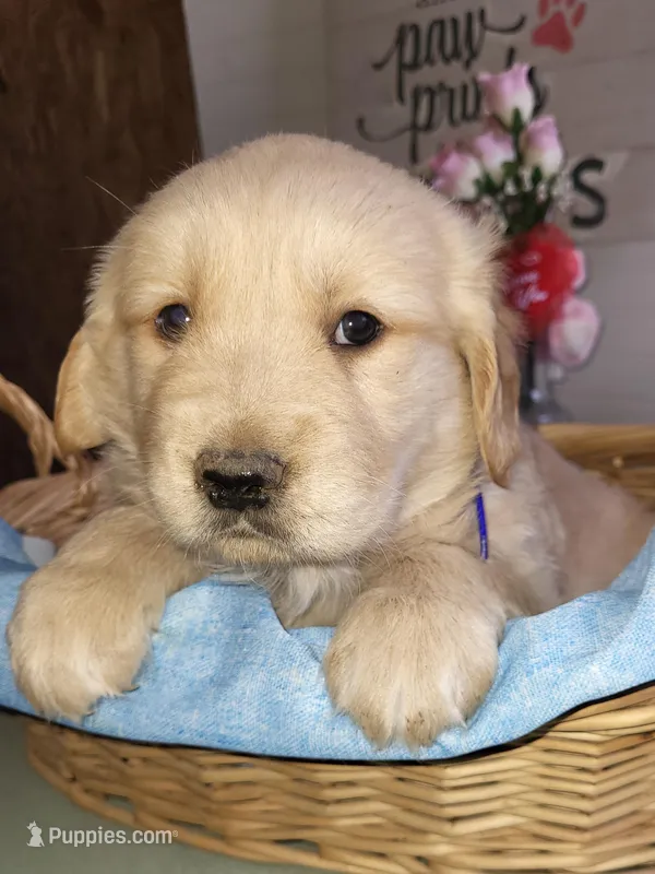 Blue – Golden Retriever puppy for sale in Janesville, WI
